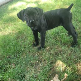 Andarna - Black female Cane Corso puppy in Mason City, Illinois from Red Wood Cane Corso