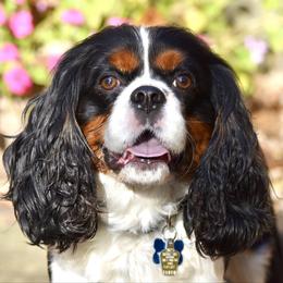 Frank - Cavalier King Charles Spaniel