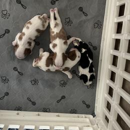 Cavalier King Charles Spaniel Puppies from Wilburn Cavalier King Charles