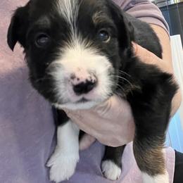 Black Tri Male 1- Cosmo - Black tri male Miniature Australian Shepherd puppy in Denair, California from CenCal Mini Aussies