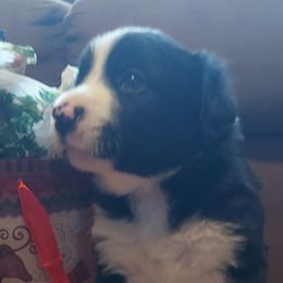 Blitzen- Grey Collar - Black Border Collie puppy in Locust Grove, Virginia from Valkyrie Ranch Border Collies