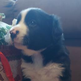 Blitzen- Grey Collar - Black Border Collie puppy in Locust Grove, Virginia from Valkyrie Ranch Border Collies