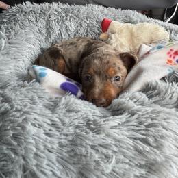 Dachshund Puppies from Silver Dach Farms