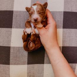 Cavapoo and Goldendoodle Puppies from Lake Cumberland Doodle Farm