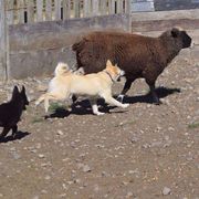 Norwegian Buhunds from Nordlys Norwegian Buhunds