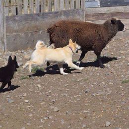 Norwegian Buhunds from Nordlys Norwegian Buhunds