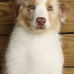 Rudolph - Red merle Australian Shepherd puppy in St. Louis, Missouri from Kimmerly Aussies