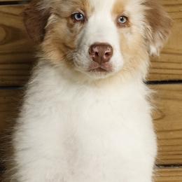Rudolph - Red merle Australian Shepherd puppy in St. Louis, Missouri from Kimmerly Aussies