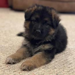 American Corgi and German Shepherd Puppies from Grace Ridge Shepherds and Corgis