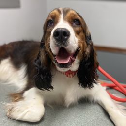 Rumor - English Springer Spaniel