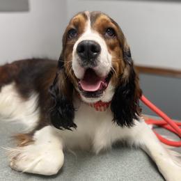 Rumor - English Springer Spaniel