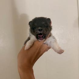 Dolly - Blue parti female Pomeranian puppy in Muskogee, Oklahoma from Wonderlust Pomeranians