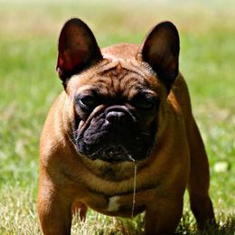 Koda - French Bulldog