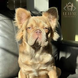 Armani - French Bulldog