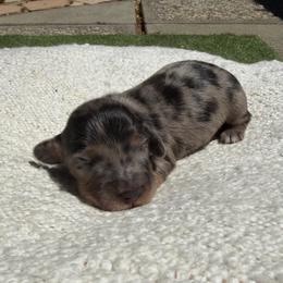 Dapple - Dapple female Dachshund puppy in Santa Rosa, California from Signature Mini Dachshunds