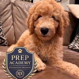 Harry (the second) - Apricot male Goldendoodle puppy in De Land, Florida from Rezapour Doodle Estate