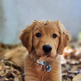 Golden Retriever Puppies from Geronimo Golden Retrievers