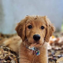 Golden Retriever Puppies from Geronimo Golden Retrievers