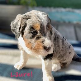 Bernedoodle and Goldendoodle Puppies from Doodling Around Indiana Poodles & Doodles