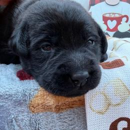 Red - Black male Labrador Retriever puppy in Heath Springs, South Carolina from Rich Hill Retrievers