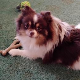 Piper - Tri-colored female Pomeranian puppy in Belvidere, Illinois from BEL-FRE POMERANIANS