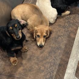 Dachshunds from J & L Mini D’s