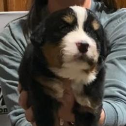 Pink Collar Female - Black rust and white female Bernese Mountain Dog puppy in Bristol, Tennessee from Holston Hollow Farm