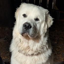 Storm - Great Pyrenees