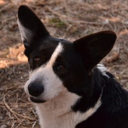 Cardigan Welsh Corgis from Corgi Gardens