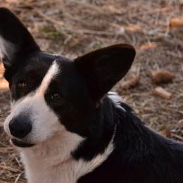 Cardigan Welsh Corgis from Corgi Gardens