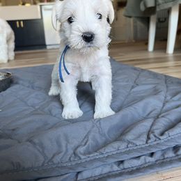 Miniature Schnauzer Puppies from Miles Family Schnauzers