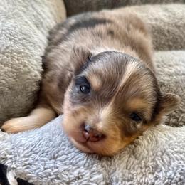 Boone - Merle male Pomsky puppy in Raymondville, Missouri from Pampered Pomskies