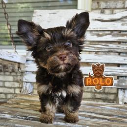 Rolo - Chocolate and tan male Yorkshire Terrier puppy in Cherryville, North Carolina from Alsop's Precious Paws
