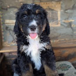 Soohie - Tri-color female Bernedoodle puppy in Lancaster, Minnesota from Richardville Hunde