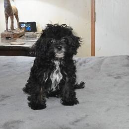 Tiny pumpkin - Black female Cavapoo puppy in Copan, Oklahoma from Tatums cavapoos
