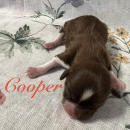 Cooper - Red and white male Shih Tzu puppy in Hemet, California from Aloha Shih Tzu