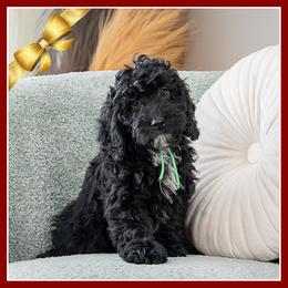 Gravy - Black male Cockapoo puppy in Connersville, Indiana from Deaz Doodle Ranch