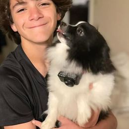 Bandit - Pomeranian