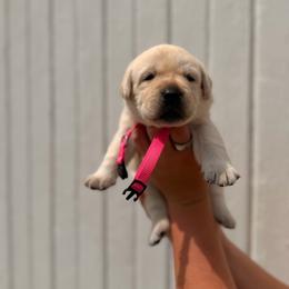 Pink - Yellow female Labrador Retriever puppy in At Henry, Ohio from Hickory Creek Labs