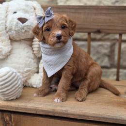 Scarlet - Red  female Goldendoodle puppy in Leander, Texas from Doodle Doula