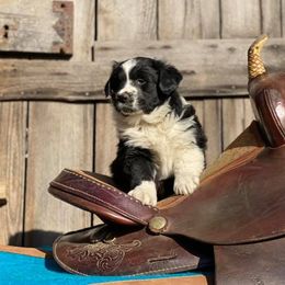 Australian Shepherds from Skinner Hill Farm