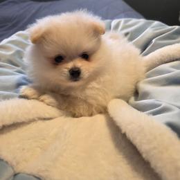 Melon - Cream male Pomeranian puppy in Riverside, California from Marie's Sweetie Poms