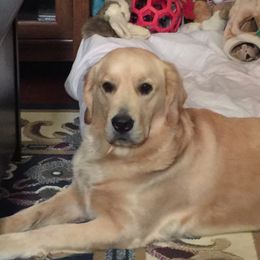 Jasmine  - Golden Retriever