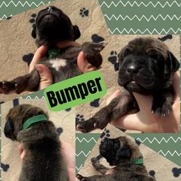 BUMPER - Brindle male Great Dane puppy in Wellsville, New York from Prophecy Danes