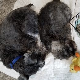 Miniature Schnauzer Puppies from Mini Schnauzers 4U