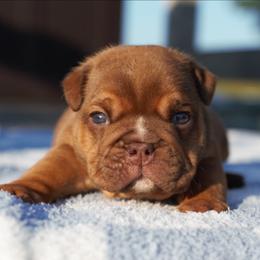 Milkshake - Fawn male Bulldog puppy in Warsaw, New York from Hillview Kennels
