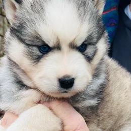Boy 1 - Gray and white male Siberian Husky puppy in Monroe, Georgia from Beastly Beauties Huskies & Pomskies