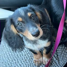Lucky - Black and cream male Dachshund puppy in Norman, Oklahoma from Mother of Dachshunds