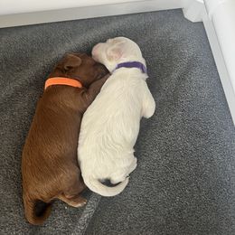 Cockapoo Puppies from Brevard County Cockapoos