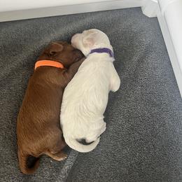 Cockapoo Puppies from Brevard County Cockapoos